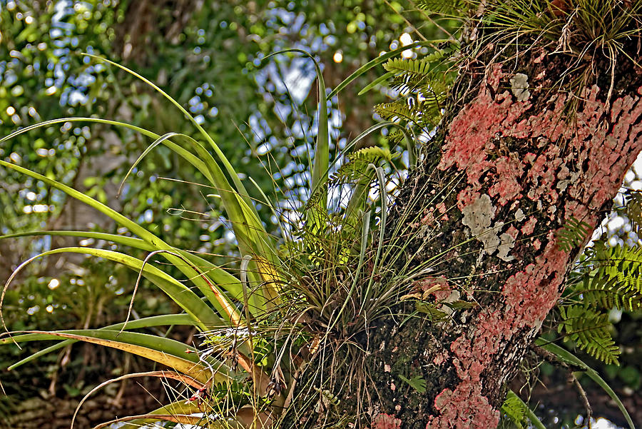 Botanicals - Lichen And Epiphytes Photograph by HH Photography of Florida