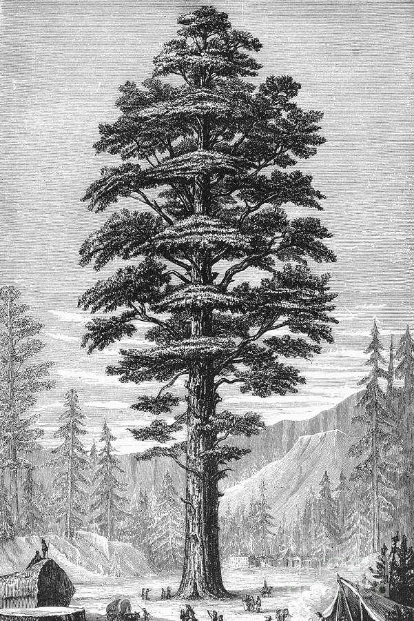 Botany - Sequoia Tree Drawing by Granger