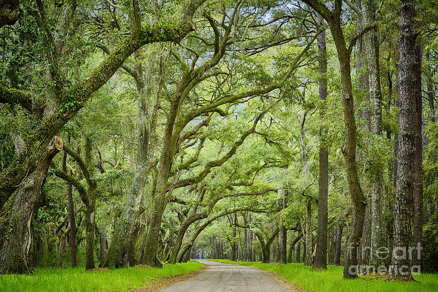 Botany Bay Edisto Island 1 Photograph by Carrie Cranwill