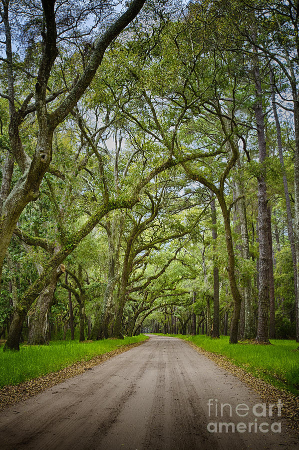 Botany Bay Edisto Island 2 Photograph by Carrie Cranwill
