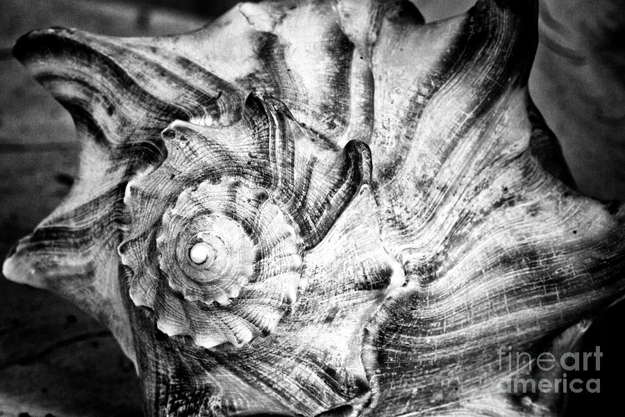 Botany Bay Knobbed Whelk Photograph by Carrie Cranwill