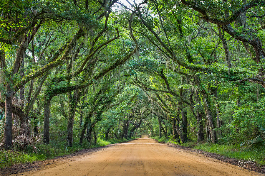 Botany Bay Rd Photograph by Dave Gilbert - Fine Art America