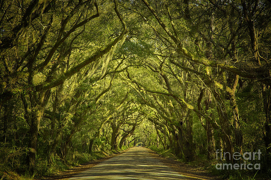 Botany Bay Road Edisto Island 1 Photograph by Carrie Cranwill