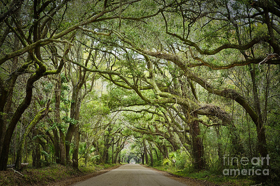 Nature Photograph - Botany Bay Road Edisto Island 2 by Carrie Cranwill