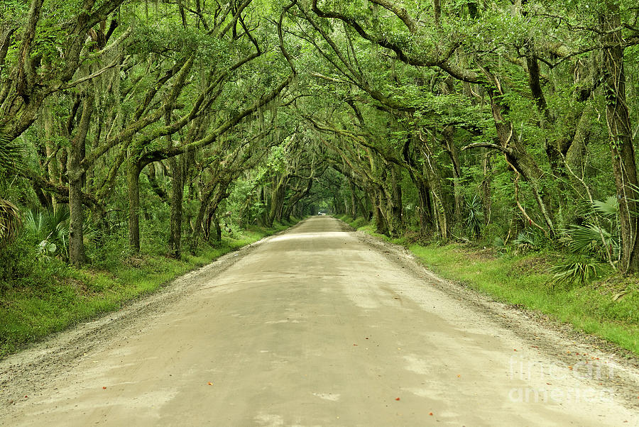 Botany Bay Road Edisto Island Sc Photograph by Willie Harper