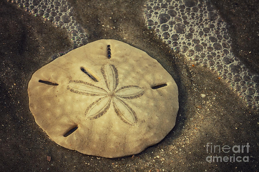 Botany Bay Sand Dollar 1 Photograph by Carrie Cranwill