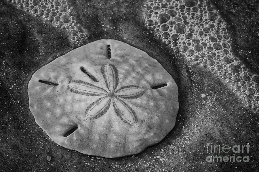 Botany Bay Sand Dollar BW Photograph by Carrie Cranwill
