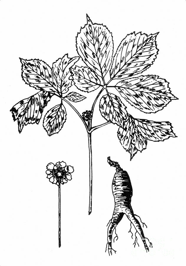 Botany: Ginseng, 1818 Photograph by Granger