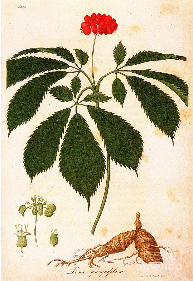 Botany: Ginseng Photograph by Granger