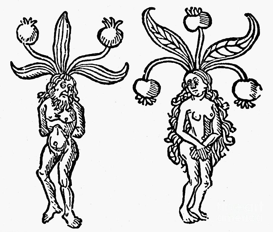 Mandrake, 1476 Drawing by Granger