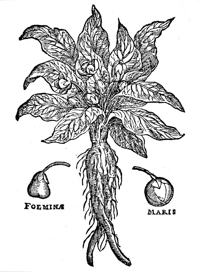 Botany Mandrake, 1581 Drawing by Granger Fine Art America