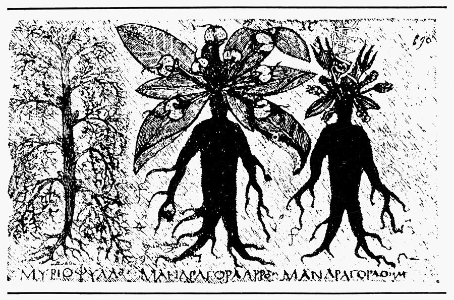 Botany Mandrake, 700 Drawing by Granger