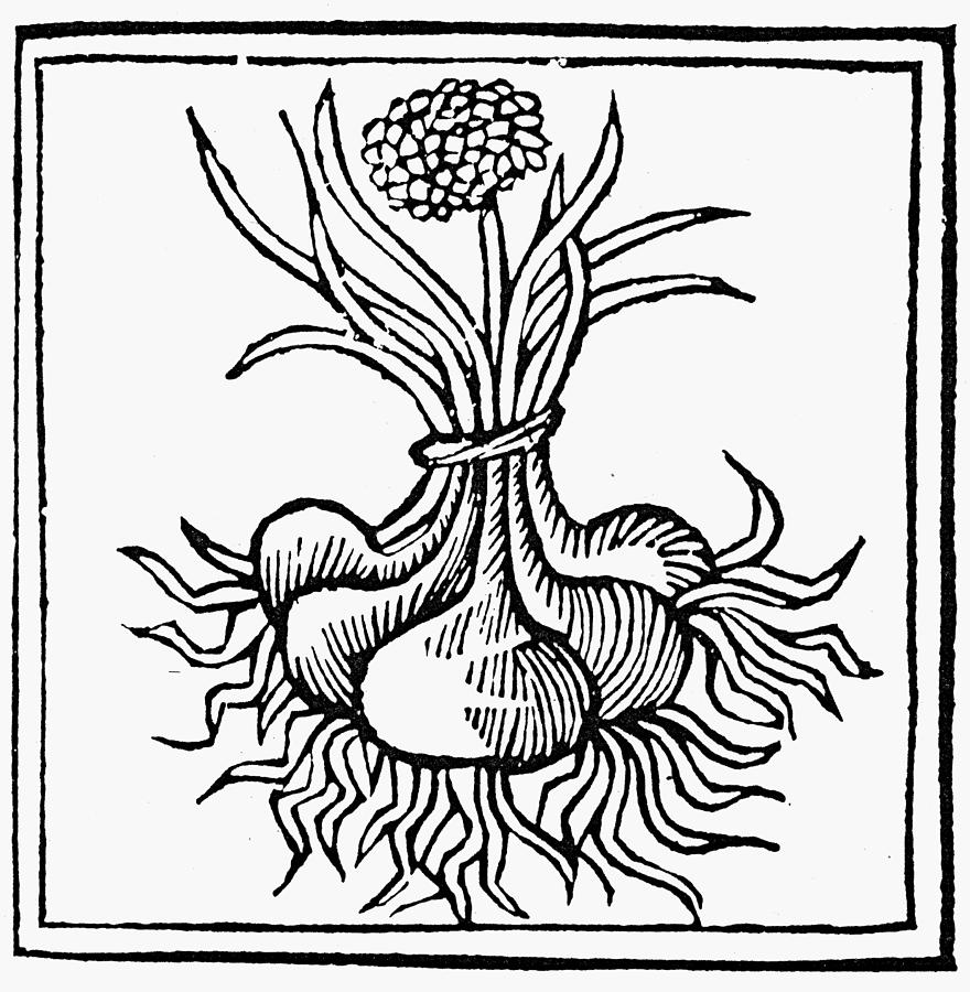 Onion Drawing - Botany Onion, 1482 by Granger