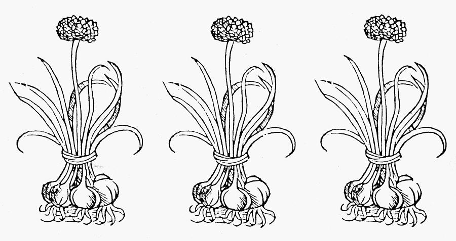 1512 Drawing - Botany Onions, 1512 by Granger