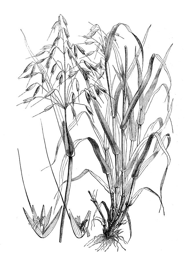 Botany plants antique engraving illustration: Avena sativa (oat) Drawing by Ilbusca