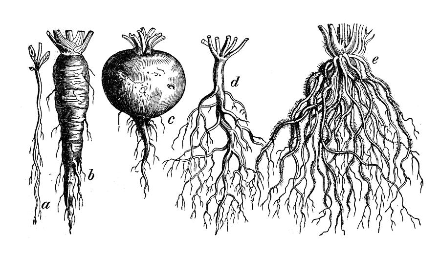 Botany plants antique engraving illustration: Different types of root Drawing by Ilbusca