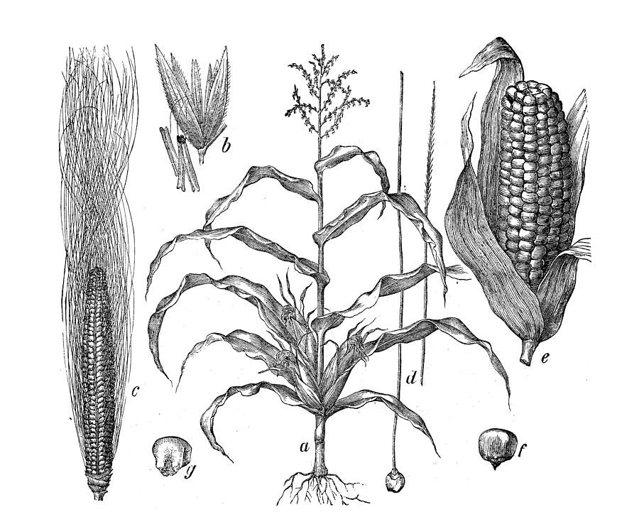 Botany plants antique engraving illustration: Zea mays (Maize, corn) Drawing by Ilbusca