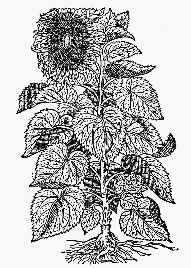 Botany Sunflower, 1597 Drawing by Granger