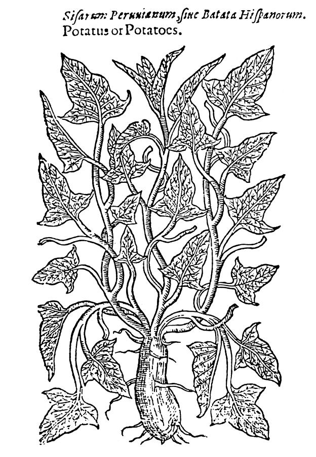 Potato Drawing - Botany Sweet Potato, 1597 by Granger