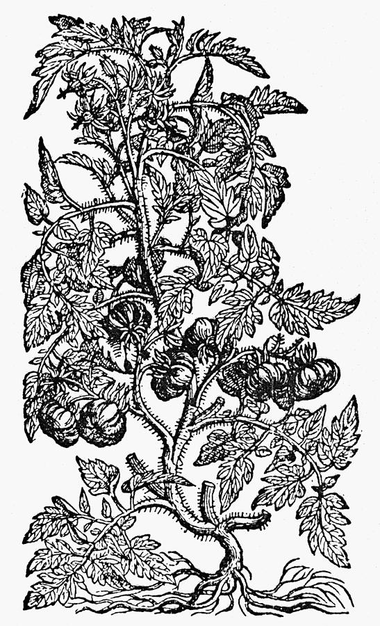 Botany Tomato Plant Drawing by Granger
