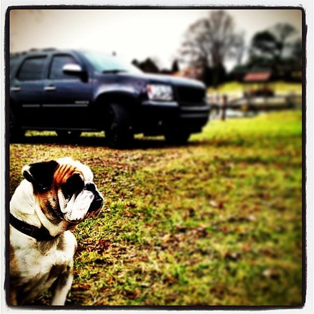 Firewood Photograph - #bothebulldog Protective Services by Big Sexy