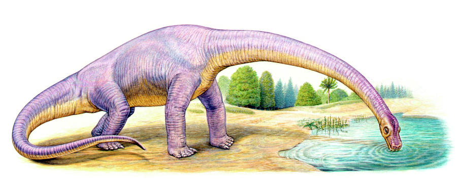 Prehistoric Photograph - Bothriospondylus Dinosaur by Deagostini/uig