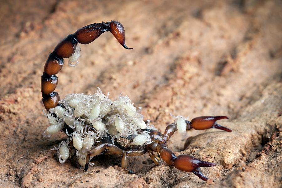 Wildlife Photograph - Bothriurus Scorpion by Alex Hyde