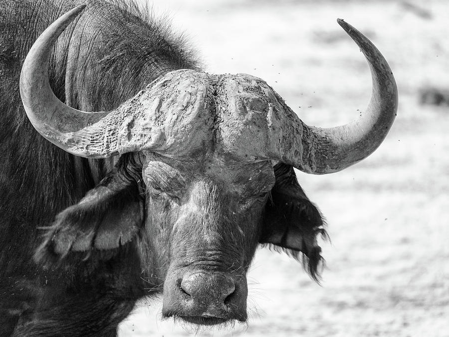 Black And White Photograph - Botswana Buffalo by Kyle W. Anstey