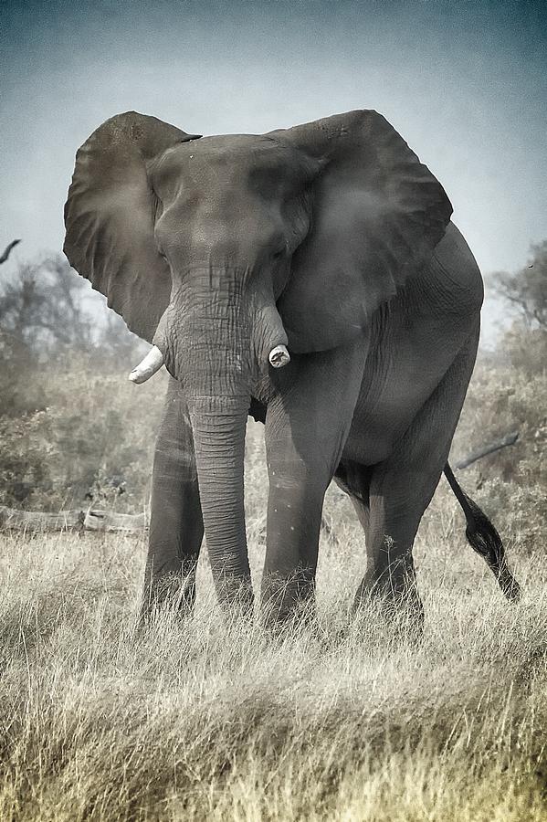 Botswana Bull Photograph by Butch Mazzuca - Fine Art America