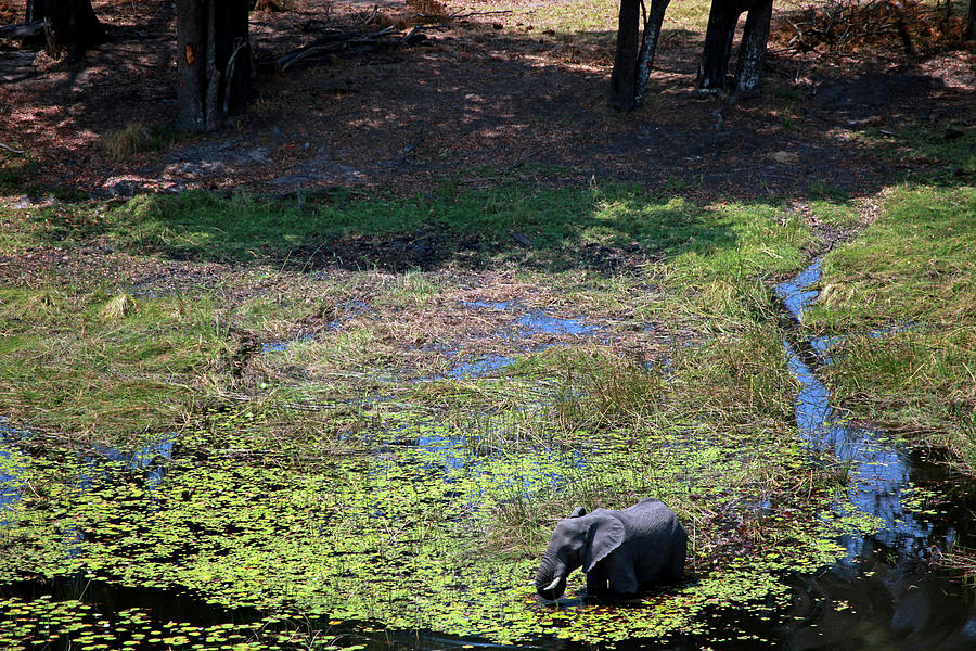Botswana, Okavango Delta Photograph by Kymri Wilt