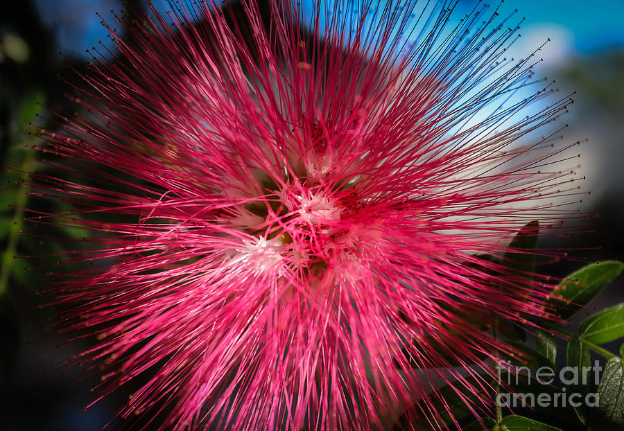 Bottle Brush Flower Photograph by George Kenhan