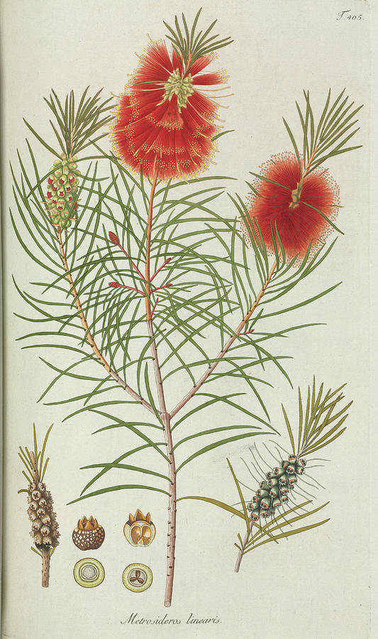 Flower Photograph - Bottle Brush (metrosideros Linearis) by Natural History Museum, London/science Photo Library