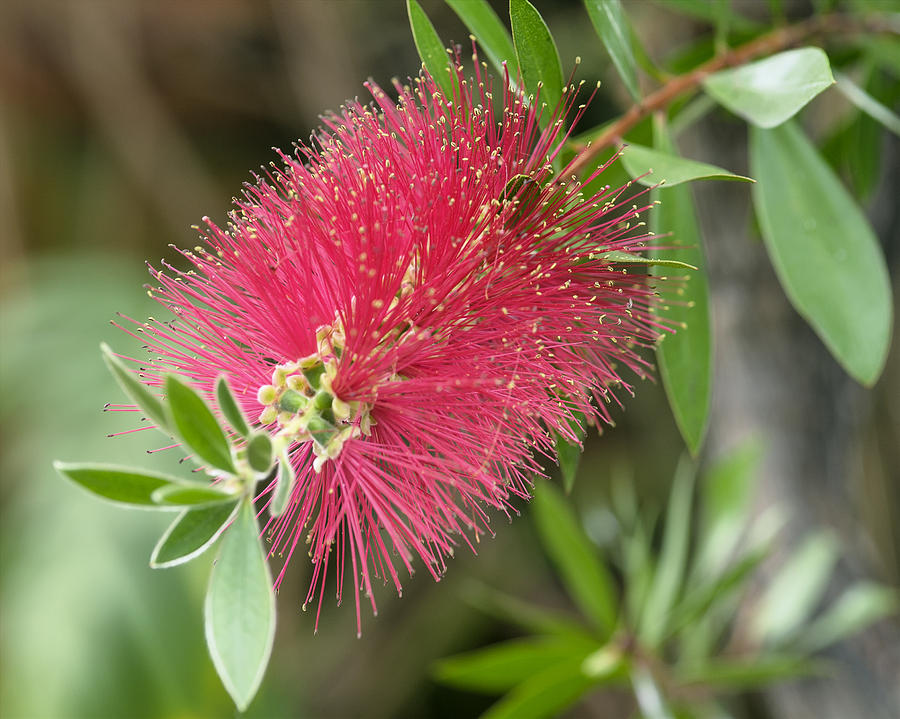Bottle Brush Photograph by Roni Chastain