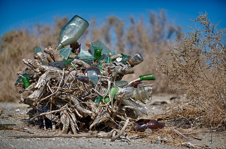 Bottle Bush Photograph by Scott Campbell