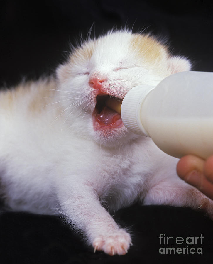 Bottle-feeding Kitten Photograph by Jean-Michel Labat
