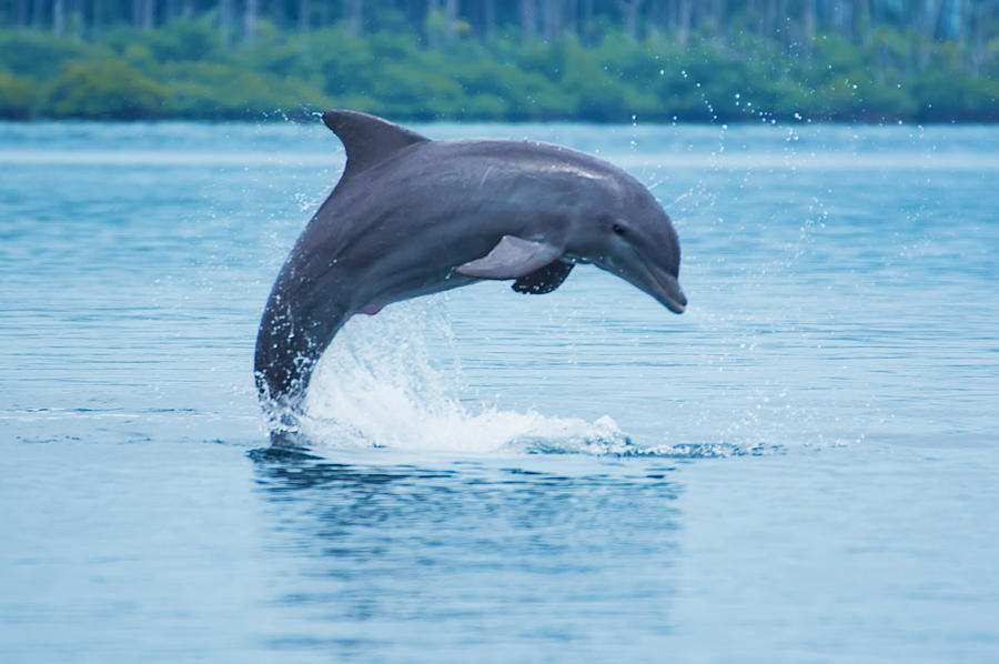 Bottle-nose dolphin (Tursiops truncatus) jumping in Caribbean sea Photograph by Kryssia Campos