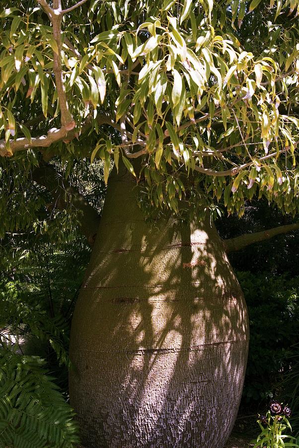 Queensland Bottle Tree