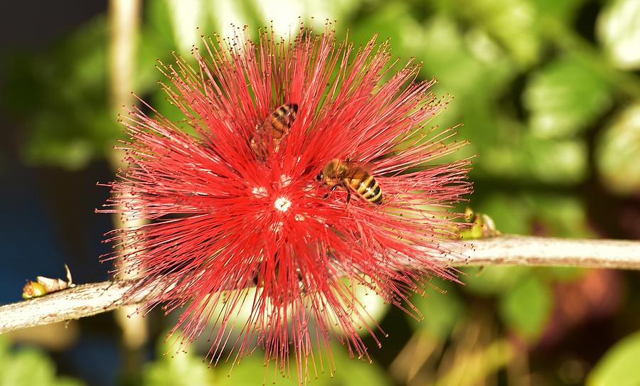 Powder Puff Flower with Bees Photograph by Linda Brody