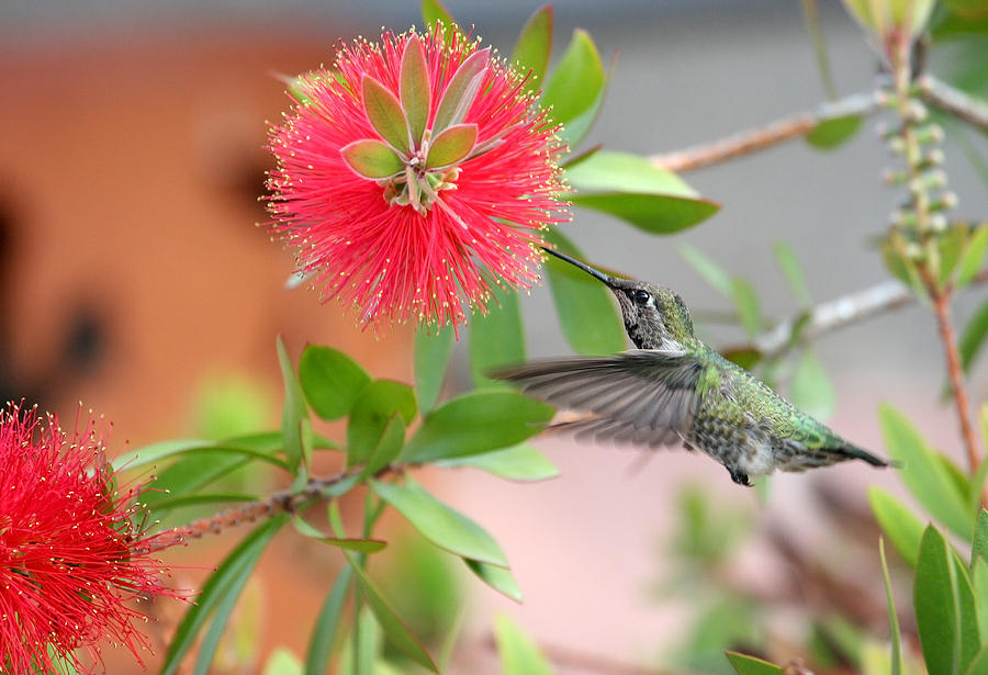 Bottlebrush Hummer Photograph by Doug Gould - Fine Art America