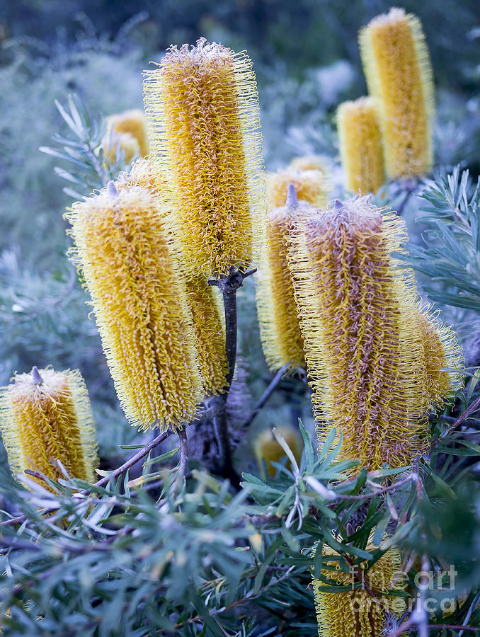 Banksia, Canberrra, Australia Photograph by Steven Ralser