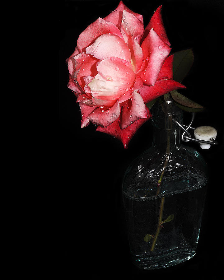 Rose Photograph - Bottled Rose by Camille Lopez
