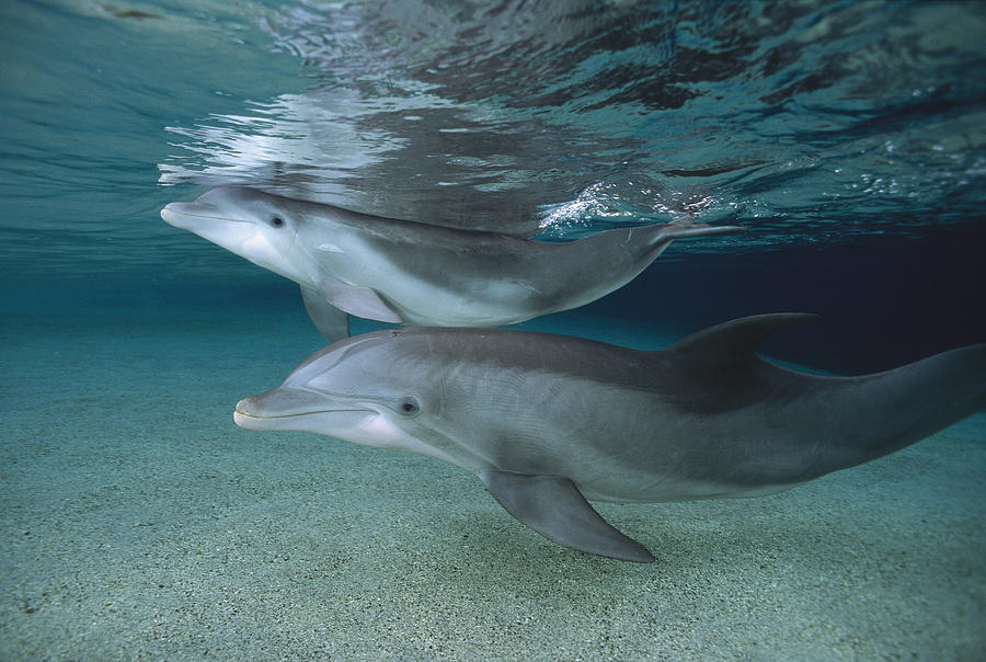 Bottlenose Dolphin Adult And Juvenile Photograph by Flip Nicklin - Fine ...