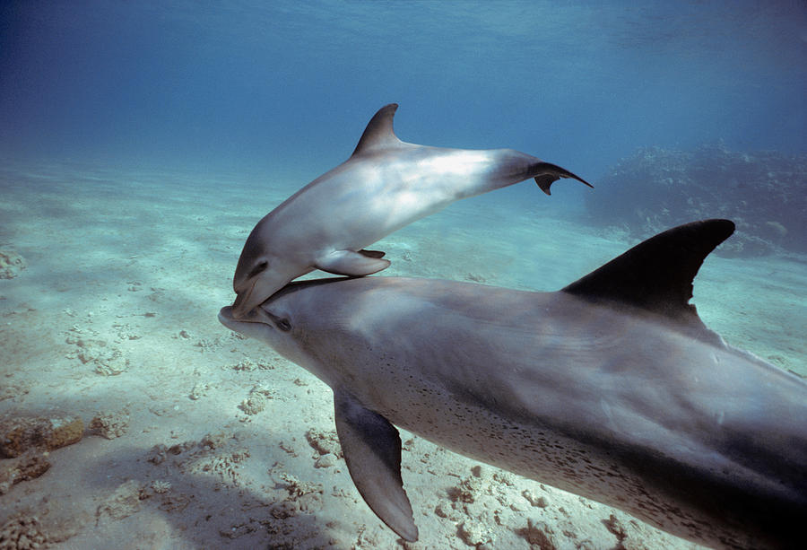 Bottlenose Dolphin And Calf Photograph by Jeff Rotman