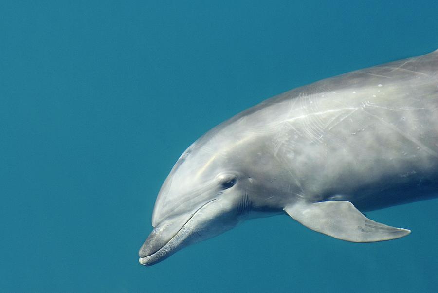 Bottlenose Dolphin Photograph by Christopher Swann/science Photo ...