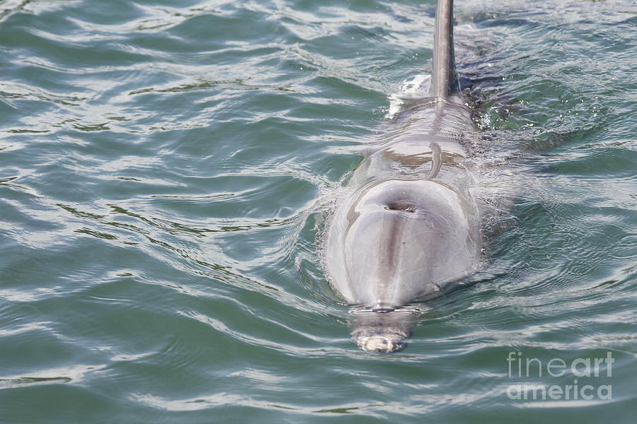 Bottlenose Dolphins Photograph - Bottlenose dolphin by Crystal Beckmann
