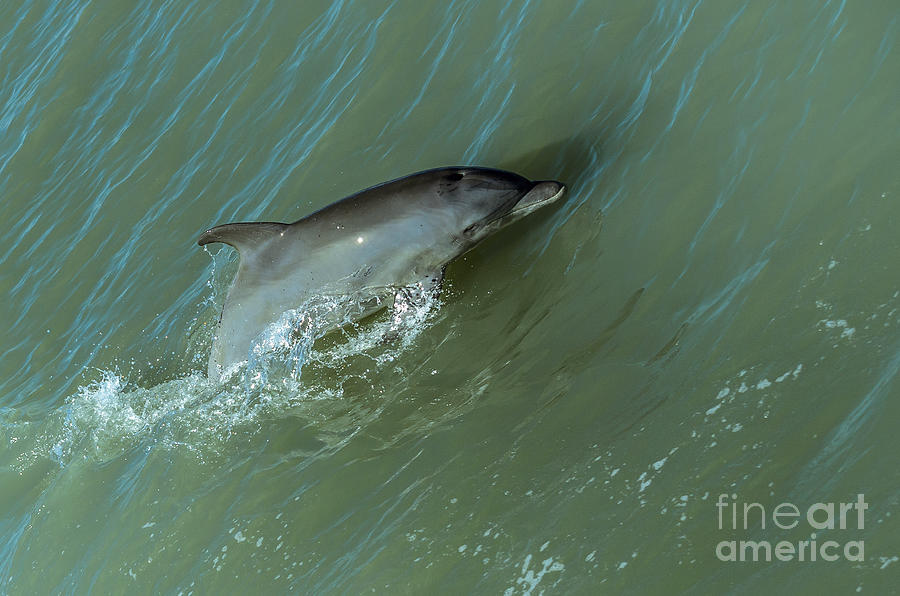 Bottlenose Dolphin Photograph by Debra Martz