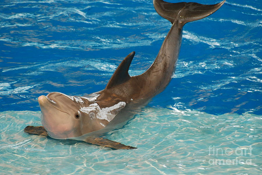 Bottlenose Dolphin Photograph by DejaVu Designs