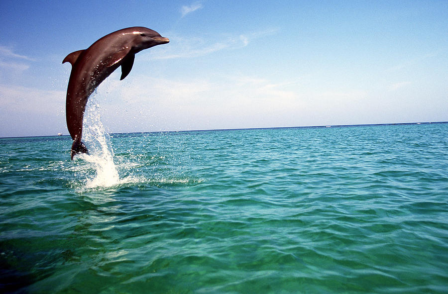 Bottlenose Dolphin Photograph by F. Stuart Westmorland