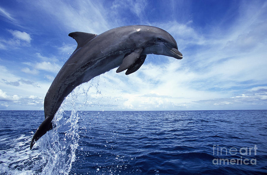 Animal Photograph - Bottlenose Dolphin by Francois Gohier