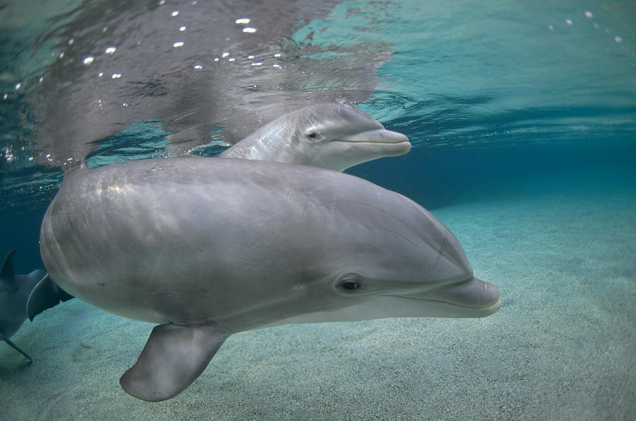 Bottlenose Dolphin Hawaii Photograph by Flip Nicklin
